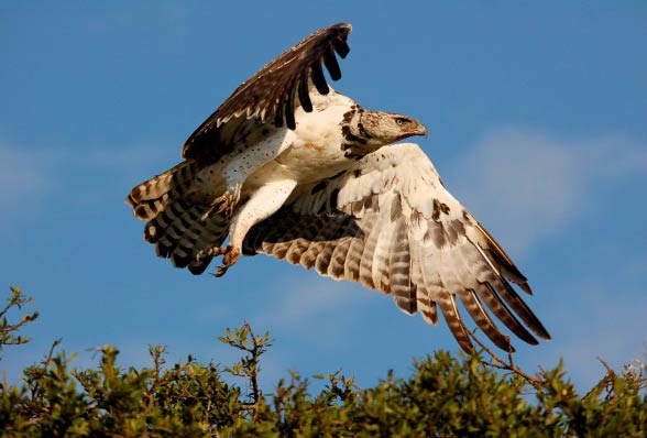 Martial eagle (Polemaetus bellicosus)