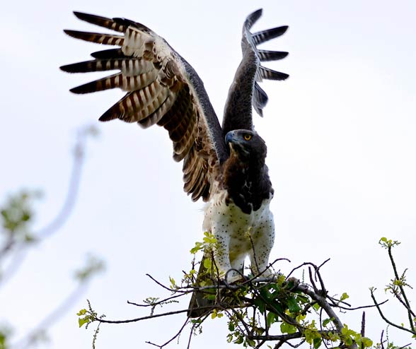 Martial eagle (Polemaetus bellicosus).