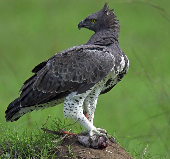 Martial eagle (Polemaetus bellicosus).