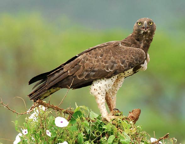 Martial eagle (Polemaetus bellicosus)