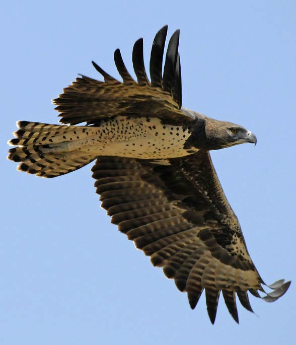 Martial eagle (Polemaetus bellicosus).