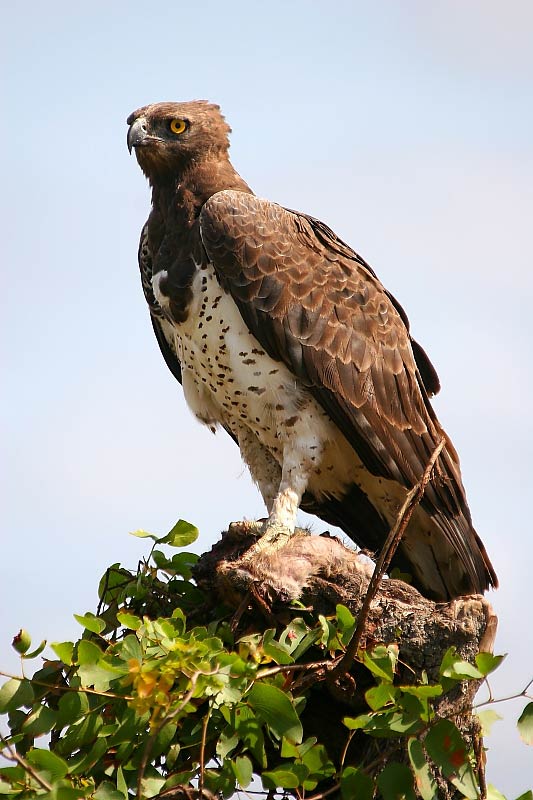 Martial eagle (Polemaetus bellicosus).