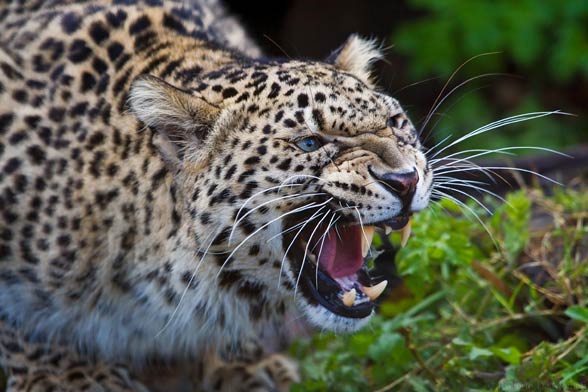 Persian leopard (Panthera pardus ciscaucasica)