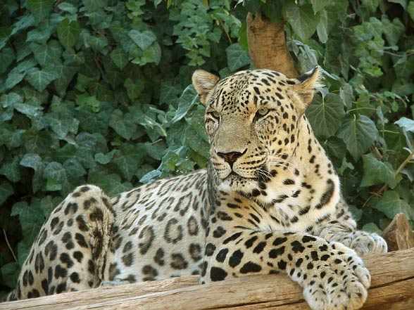 Persian leopard (Panthera pardus ciscaucasica).