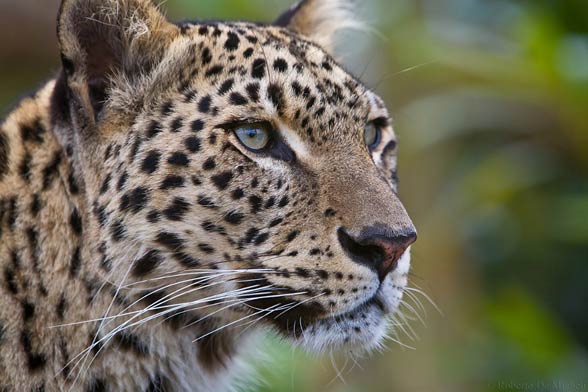 Persian leopard (Panthera pardus ciscaucasica)