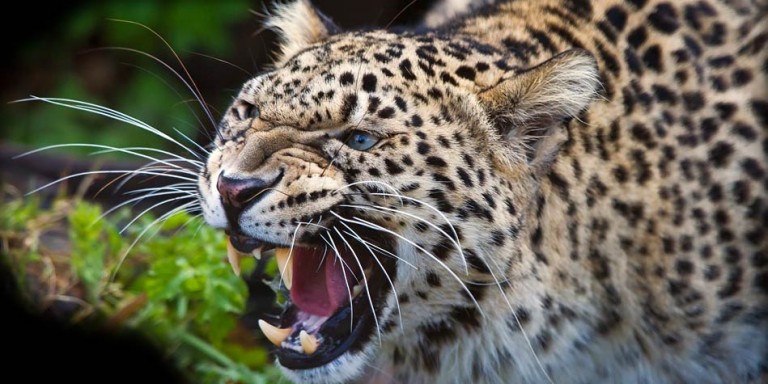 Persian leopard – the largest leopard | DinoAnimals.com