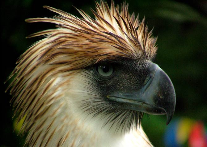 philippine eagle wingspan