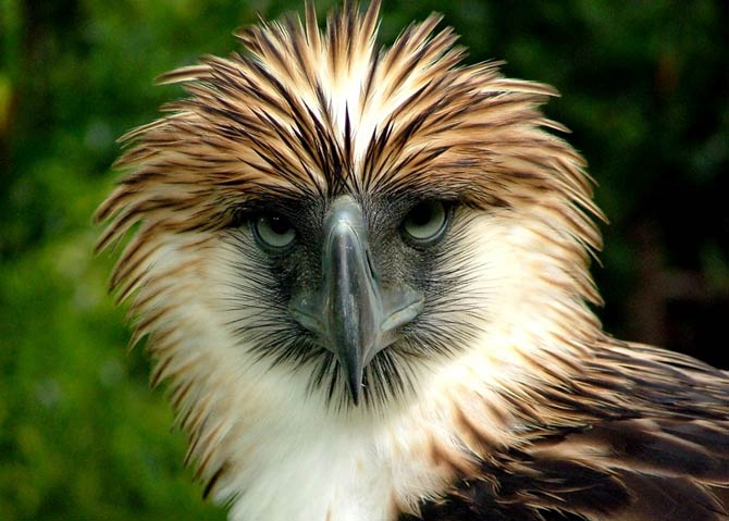 Philippine eagle – the largest eagle in the world | DinoAnimals.com