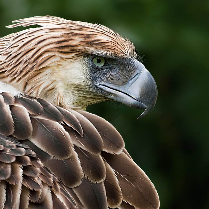 Philippine eagle – the largest eagle in the world | DinoAnimals.com