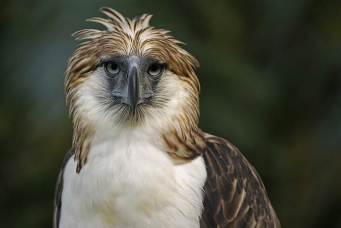 Philippine eagle – the largest eagle in the world | DinoAnimals.com