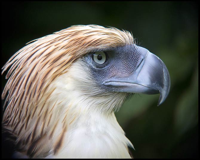 Philippine eagle – the largest eagle in the world | DinoAnimals.com