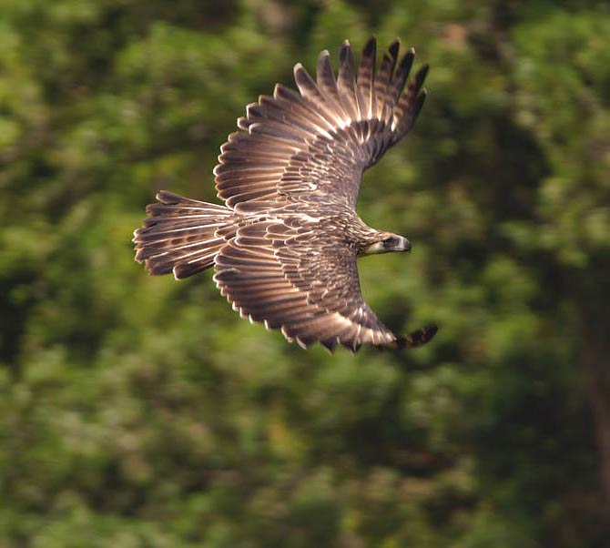 philippine eagle flying