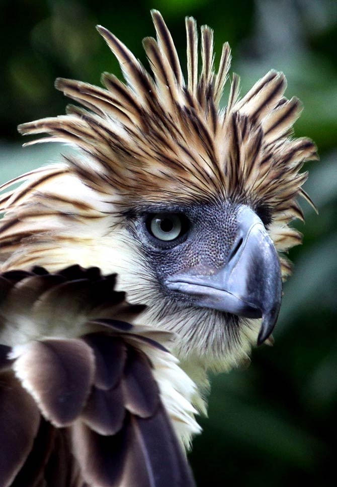 philippine eagle wingspan