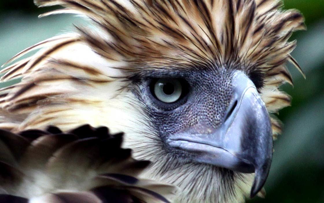 Philippine eagle – the largest eagle in the world | DinoAnimals.com