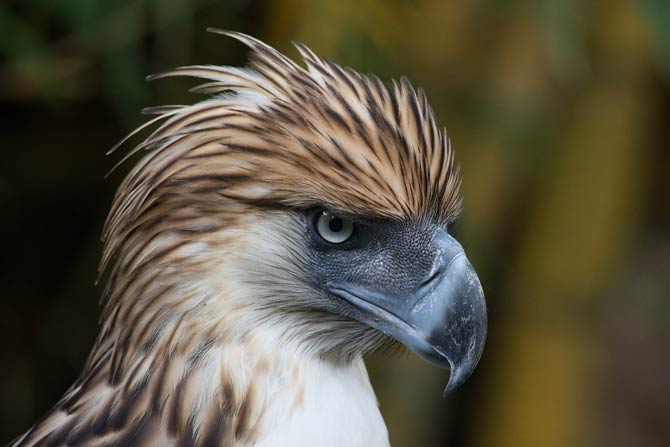 Philippine eagle – the largest eagle in the world | DinoAnimals.com