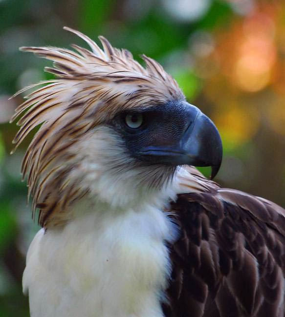 Philippine eagle – the largest eagle in the world | DinoAnimals.com