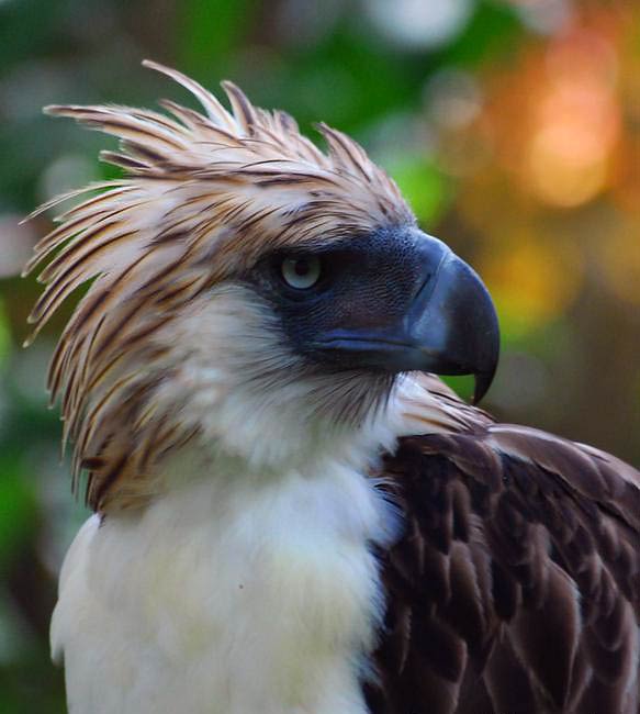 Great Philippine eagle, monkey-eating eagle (Pithencophaga jefferyi)