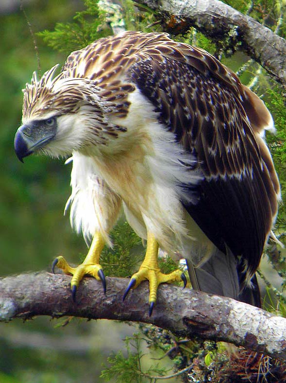Great Philippine eagle, monkey-eating eagle (Pithencophaga jefferyi)