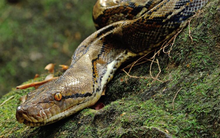 Reticulated python – the longest snake | DinoAnimals.com