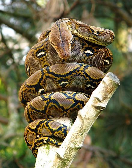 reticulated python full grown