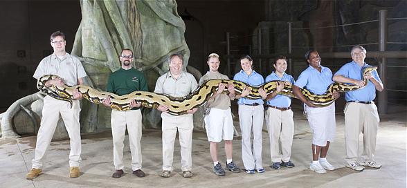 Reticulated python (Python reticulatus)