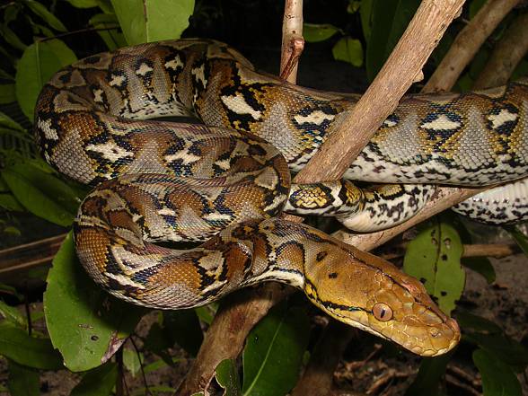 Reticulated python (Python reticulatus)