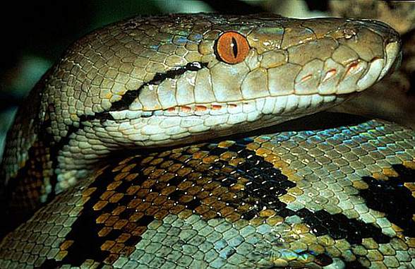 reticulated-python-the-longest-snake-dinoanimals