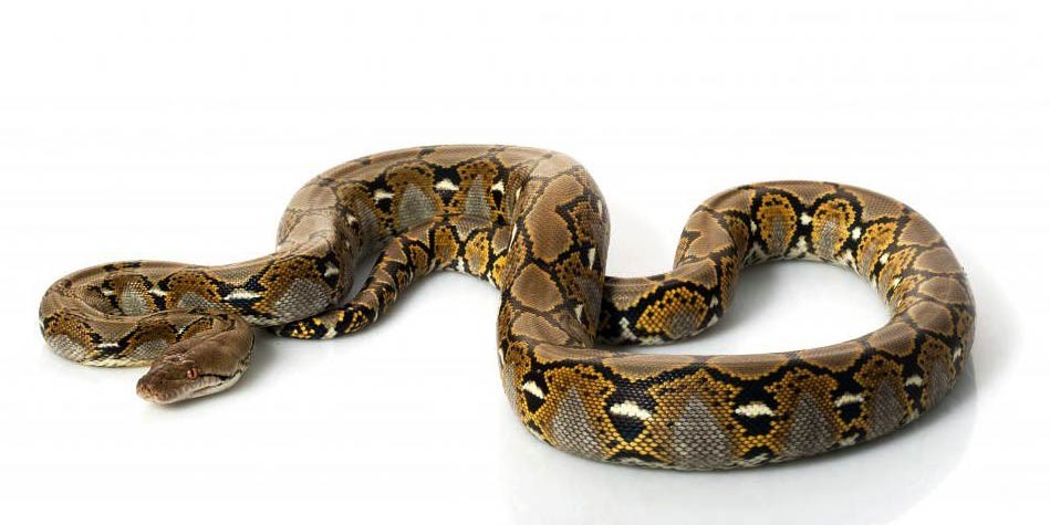 Reticulated python – the longest snake | DinoAnimals.com