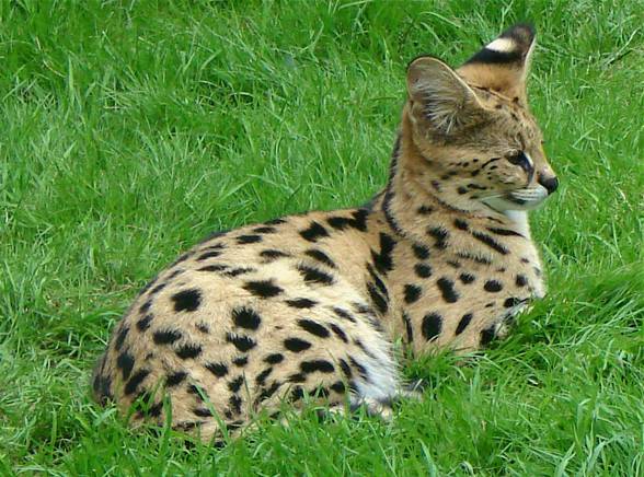 Serval (Leptailurus serval)