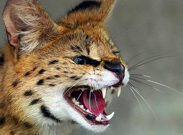 Serval speed online