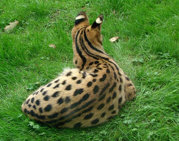 Serval (Leptailurus serval)