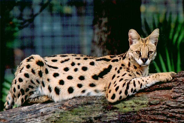 Serval (Leptailurus serval)