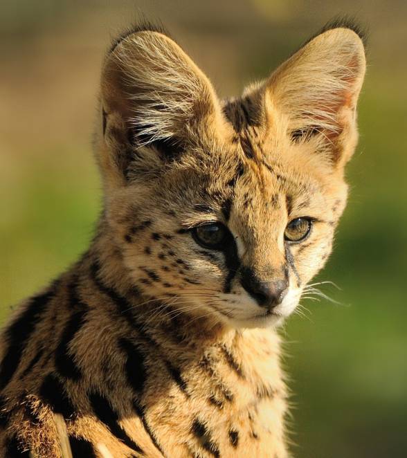 Caracals Eating Serval