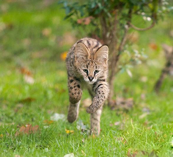 Serval (Leptailurus serval)