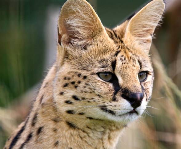 Serval (Leptailurus serval)