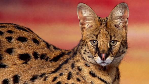 Serval (Leptailurus serval)