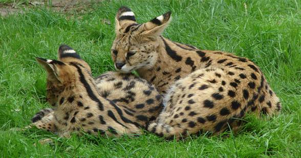 Serval (Leptailurus serval)