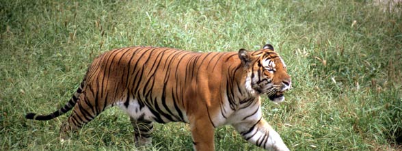 South China tiger (Panthera tigris amoyensis).