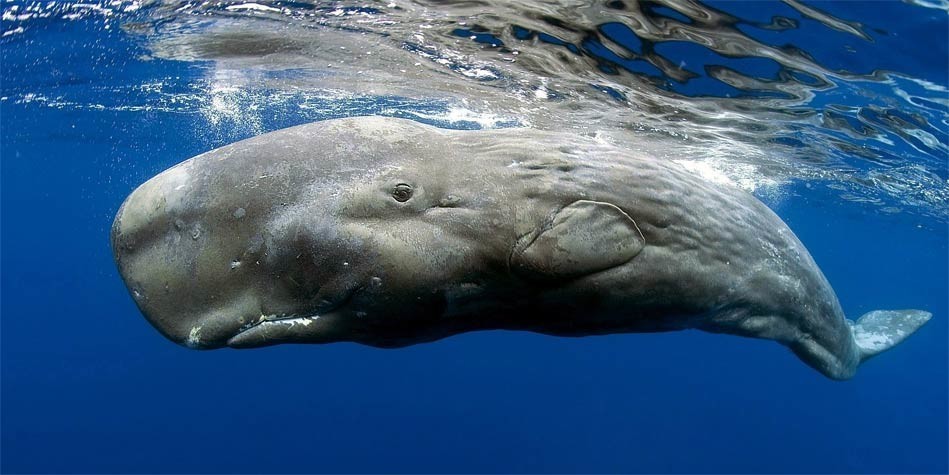 Albino Sperm Whale