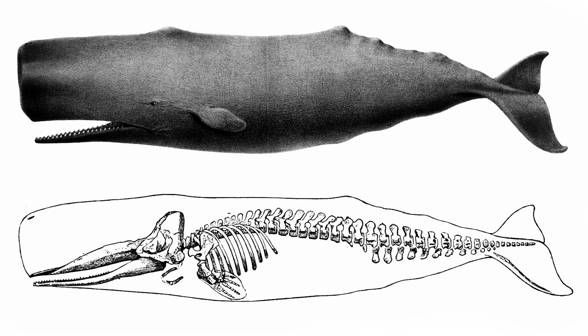 Sperm whale, cachalot (Physeter macrocephalus)
