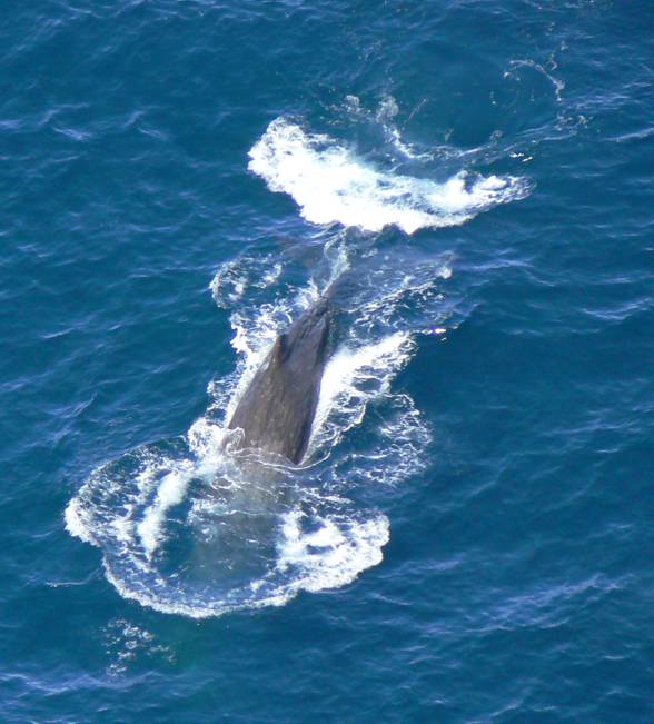 Sperm whale, cachalot (Physeter macrocephalus)