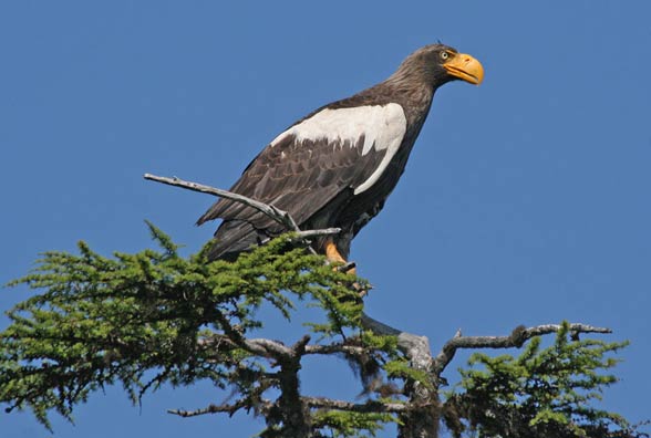 Steller’s sea eagle (Heliaeetus pelagicus).