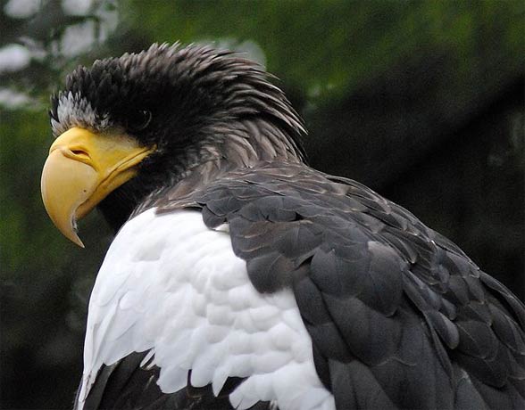 Steller’s sea eagle (Heliaeetus pelagicus).