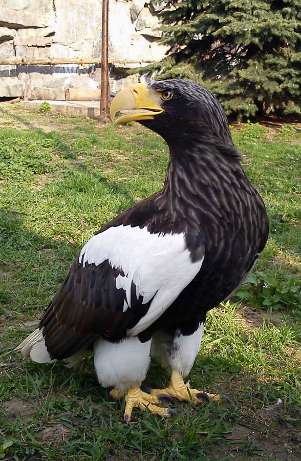 Steller’s sea eagle (Heliaeetus pelagicus).