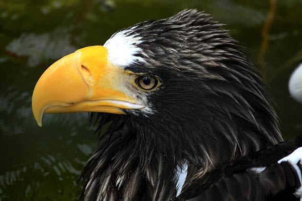 Steller’s sea eagle (Heliaeetus pelagicus).