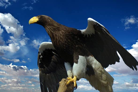 Steller’s sea eagle (Heliaeetus pelagicus).