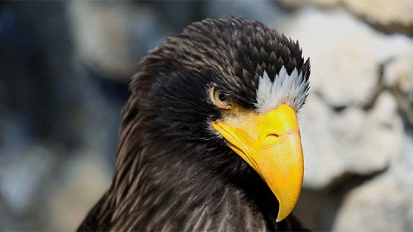 Steller’s sea eagle (Heliaeetus pelagicus)