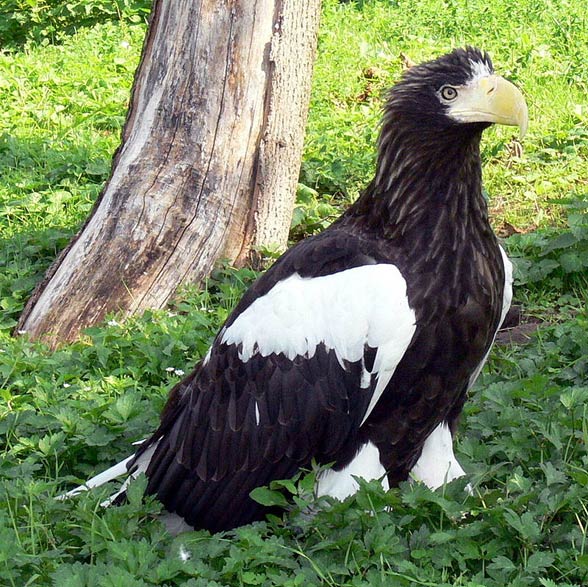 Steller’s sea eagle (Heliaeetus pelagicus).