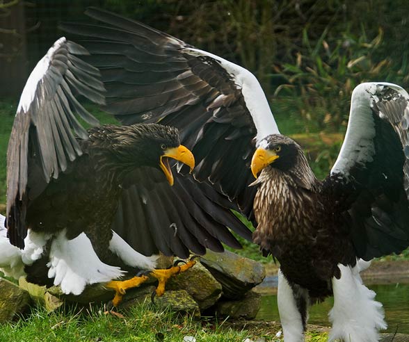 Steller’s sea eagle (Heliaeetus pelagicus).