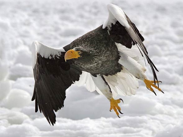 Steller’s sea eagle (Heliaeetus pelagicus).